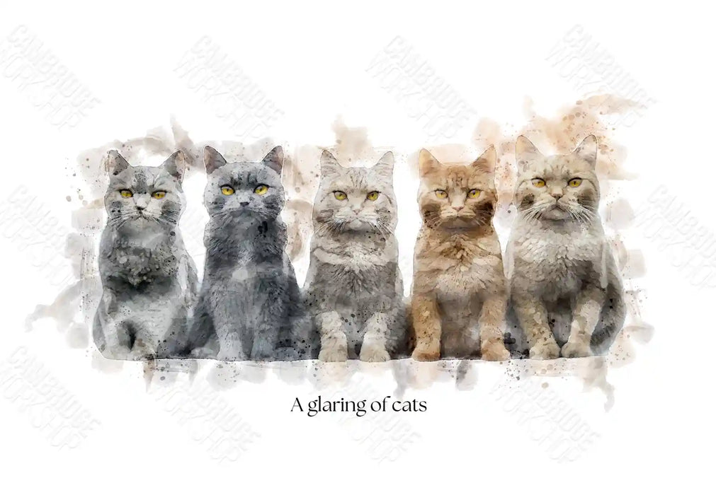 A Glaring of Cats – Framed Wall Art Print