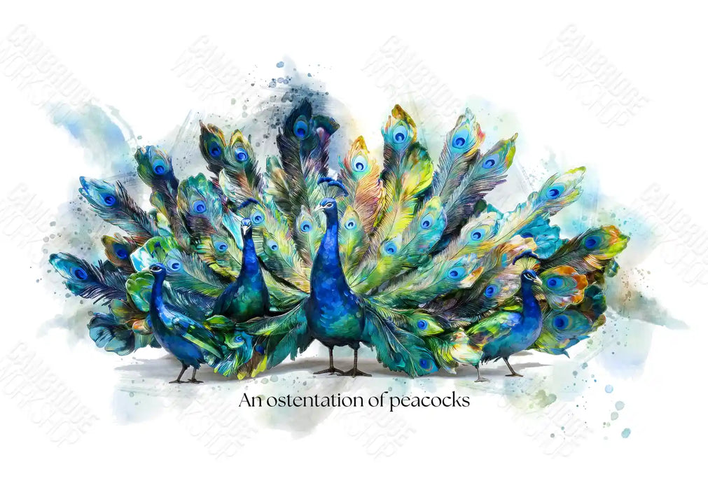An Ostentation of Peacocks – Framed Wall Art Print